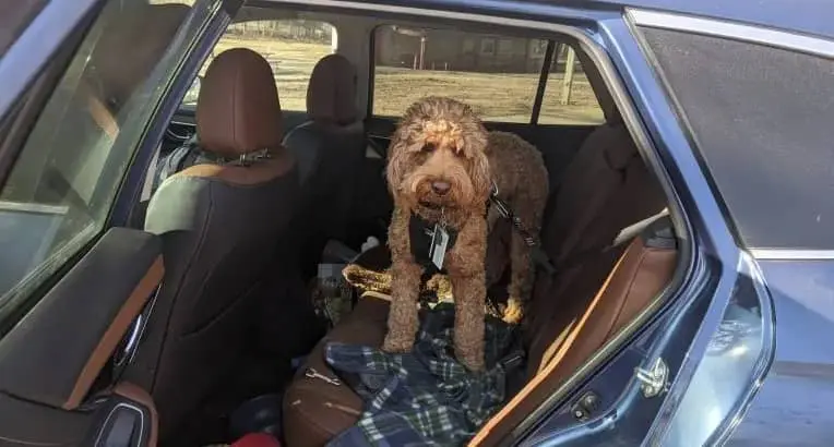 Professional driver driving a snowbird couple and their dog to Florida in their own vehicle